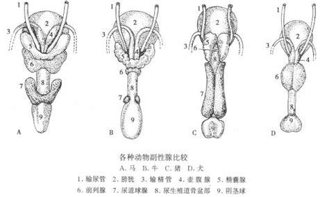 狼生殖器